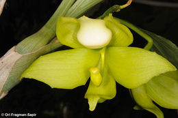 Image of Cycnoches ventricosum Bateman