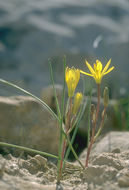 Gagea chlorantha (M. Bieb.) Schult. & Schult. fil.的圖片