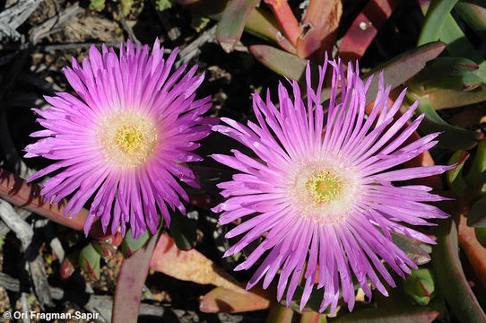 صورة Carpobrotus virescens (Haw.) Schwant.