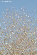 Image of Gypsophila arabica Barkoudah