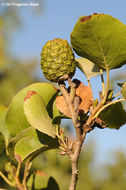 Image of Alder of Corsica