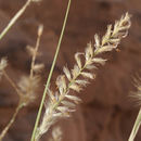 Image of <i>Pennisetum divisum</i>