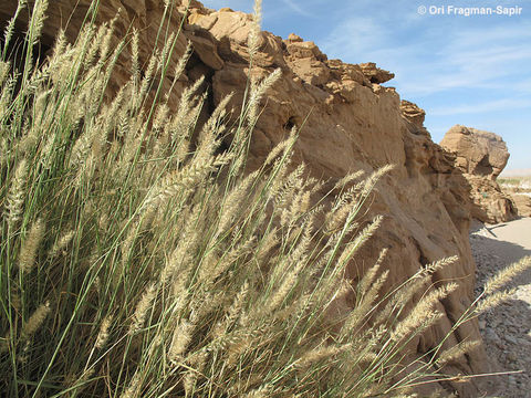 Image of <i>Pennisetum divisum</i>