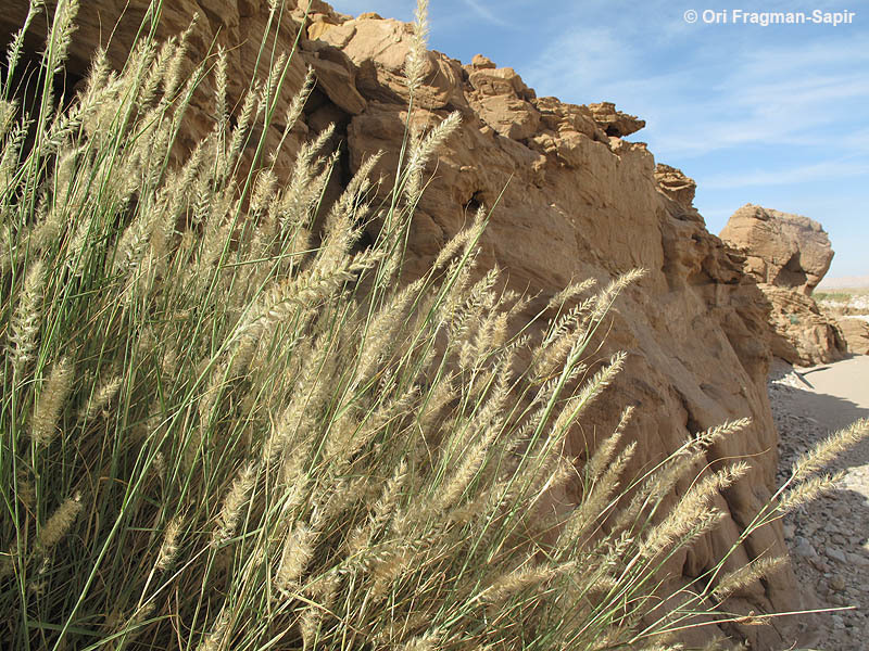 Imagem de <i>Pennisetum divisum</i>