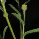 Image of Pulicaria inuloides (Poir.) DC.