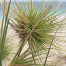 Spinifex longifolius R. Br. resmi