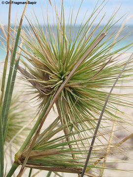 Image of Spinifex longifolius R. Br.