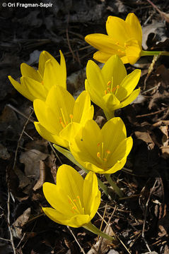 Image de Sternbergia clusiana (Ker Gawl.) Ker Gawl. ex Spreng.