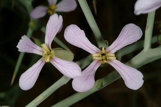 Image of Zilla spinosa (L.) Prantl