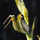 Image of Jug orchid