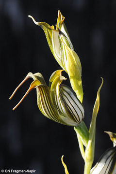 Image of Jug orchid