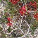 Image of <i>Beaufortia heterophylla</i>