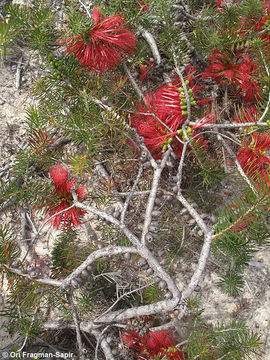 Image of <i>Beaufortia heterophylla</i>