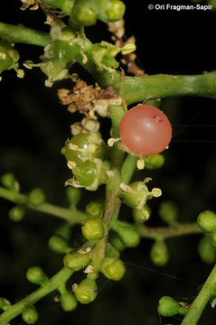 Image of Toothbrush tree