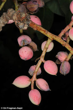 Image of pistachio nut