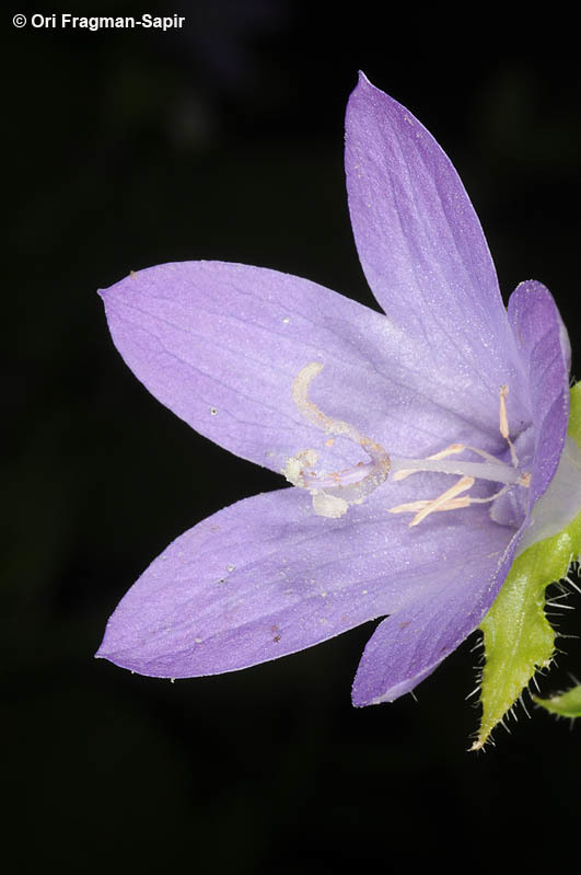 Image of Campanula peregrina L.