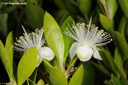 Image de Myrtus communis L.