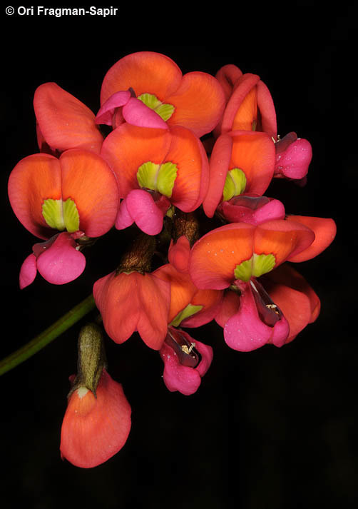 Image of Kennedia coccinea Vent.