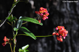 Image of Kennedia coccinea Vent.