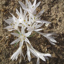 Image of Colchicum tuviae Feinbrun