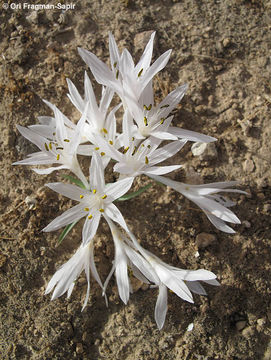 Image of Colchicum tuviae Feinbrun