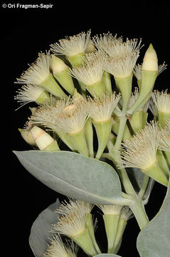 Image of <i>Eucalyptus pruinosa</i> Schau.
