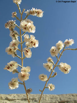 Sivun Anabasis articulata (Forsk.) Moq. kuva