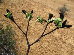 Image of Black Kangaroo Paw