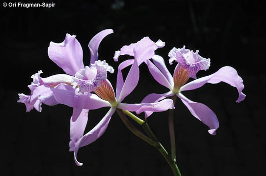 Plancia ëd Cattleya maxima Lindl.