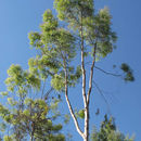 Image of <i>Eucalyptus citriodora</i>