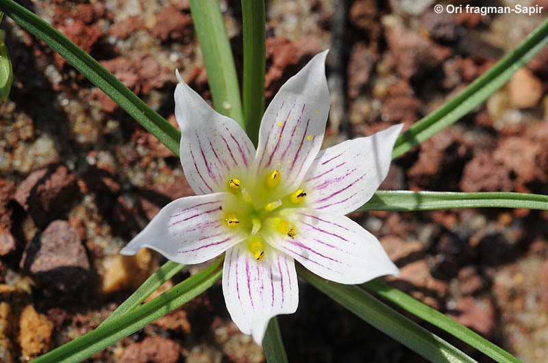 Image of Androcymbium gramineum (Cav.) J. F. Macbr.