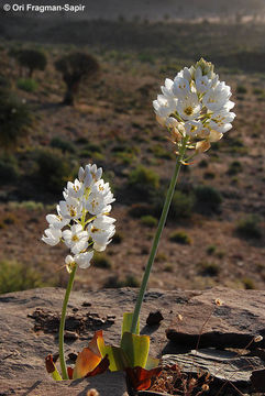 Image of Ornithogalum thyrsoides Jacq.