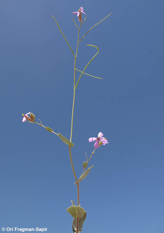 Image of Moricandia suffruticosa (Desf.) Coss. & Durieu