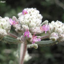 Teucrium capitatum L. resmi