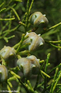 Image of Sandarac Gum Tree