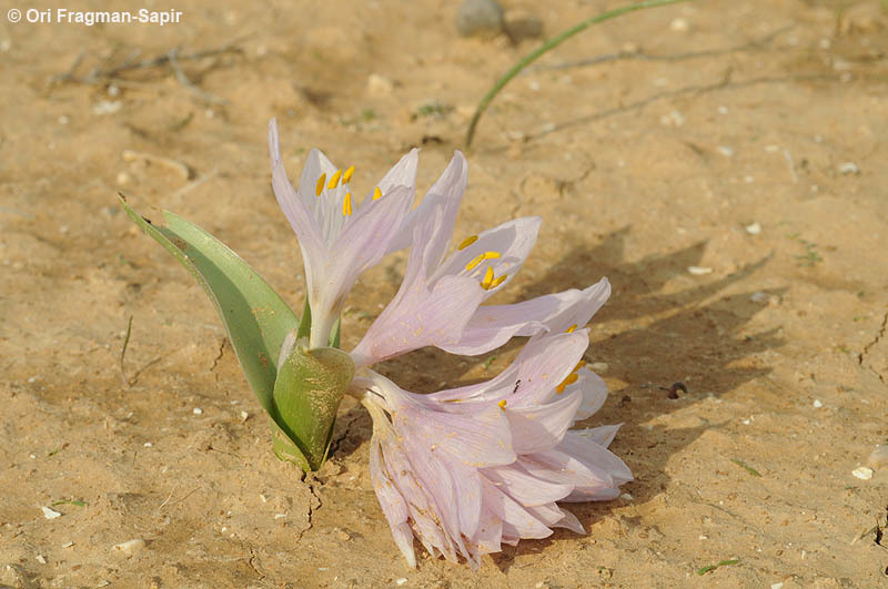 Image of Colchicum ritchii R. Br.