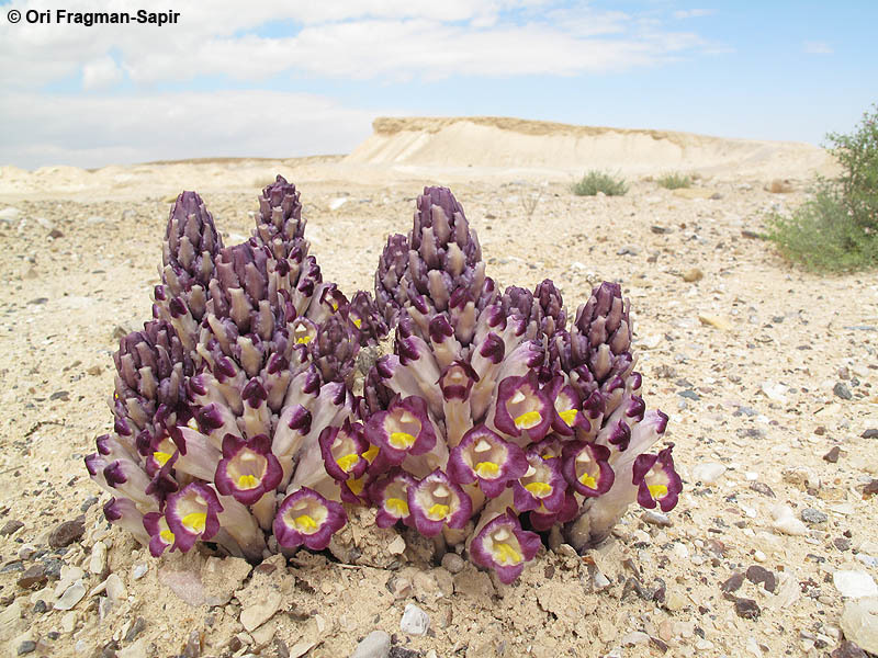 Image of Cistanche salsa (C. A. Mey.) G. Beck