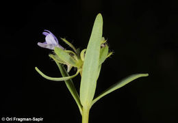 Image of Linaria micrantha (Cav.) Hoffmgg. & Link