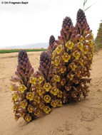 Image of Desert hyacinth