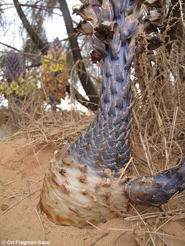 Image of Desert hyacinth