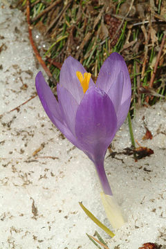 Crocus veluchensis Herb. resmi