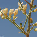 Sivun Acanthorrhinum ramosissimum (Coss. & Durieu) Rothm. kuva