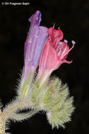 Image of Echium rauwolfii Del.