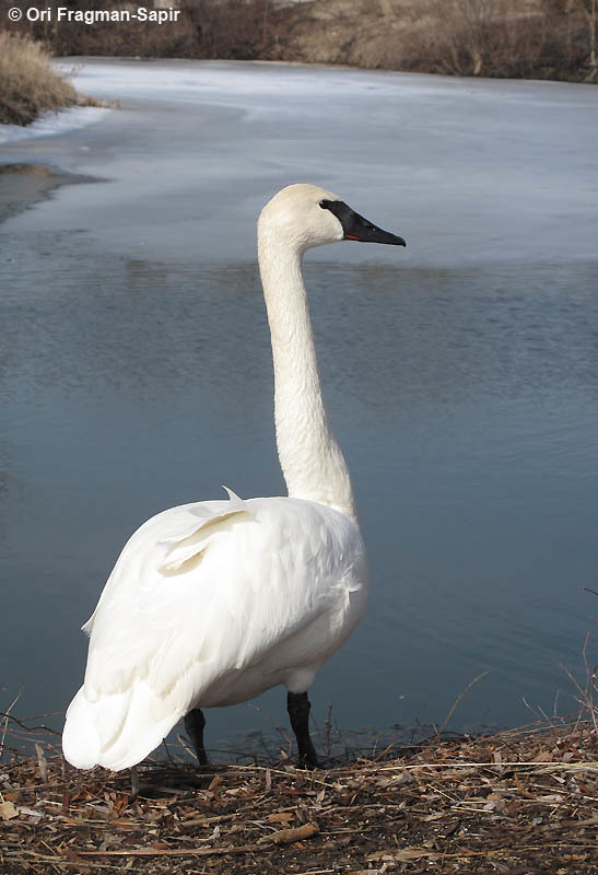 Image of Trumpeter Swan