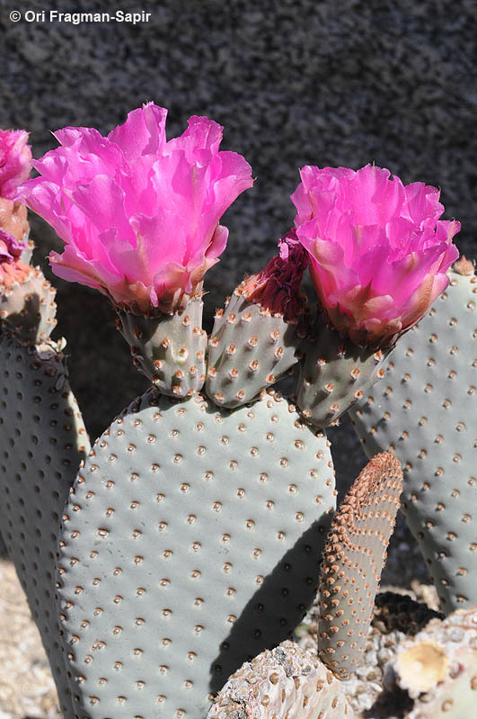 Image of Beavertail Cactus