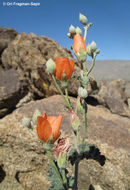 Image of desert globemallow