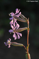 Image of Silene colorata Poir.