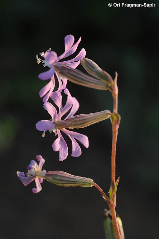 Image of Silene colorata Poir.