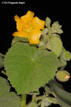 Image of Florida Keys Indian mallow