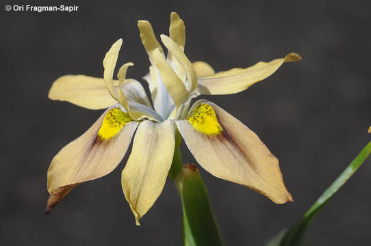 Image of Buff Clockflower